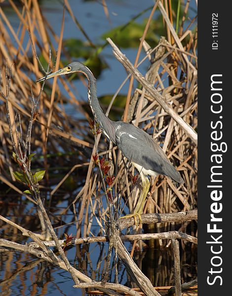 A tricolored heron in the Anhinga Trail area of Everglades National Park