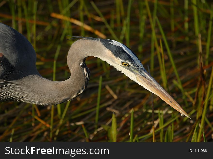 A great blue heron in the Anhinga Trail area of Everglades National Park. A great blue heron in the Anhinga Trail area of Everglades National Park