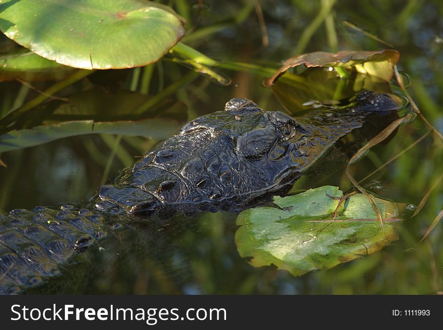 Alligator swimming in Everglades National Park near the Anhinga Trail