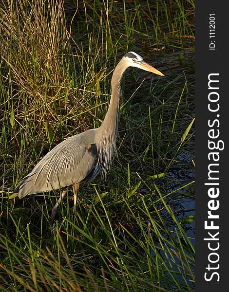 A great blue heron in the Anhinga Trail area of Everglades National Park