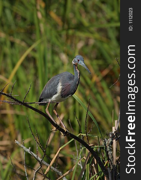Tricolored heron perched in Shark Valley - Everglades National Park