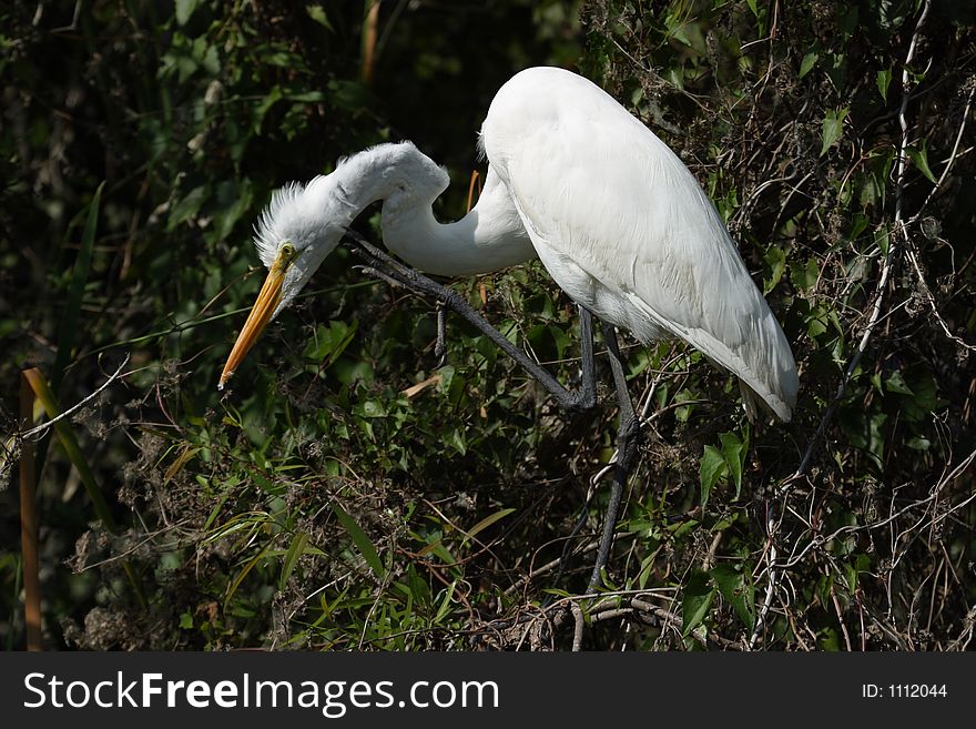 Great Egret Scratching