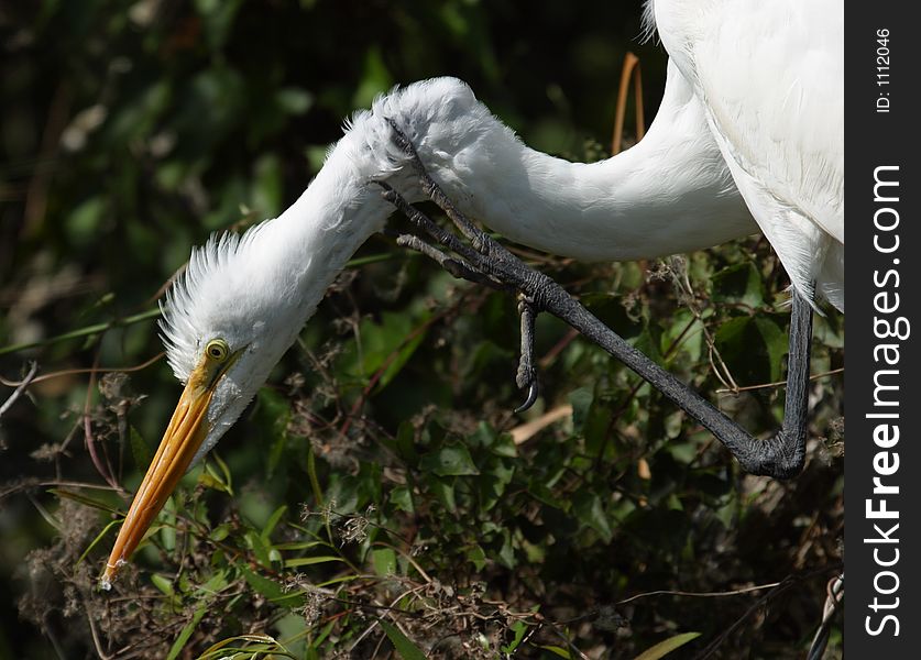 Great Egret Scratching