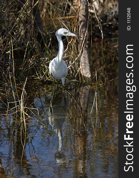 Little Blue Heron Juvenile