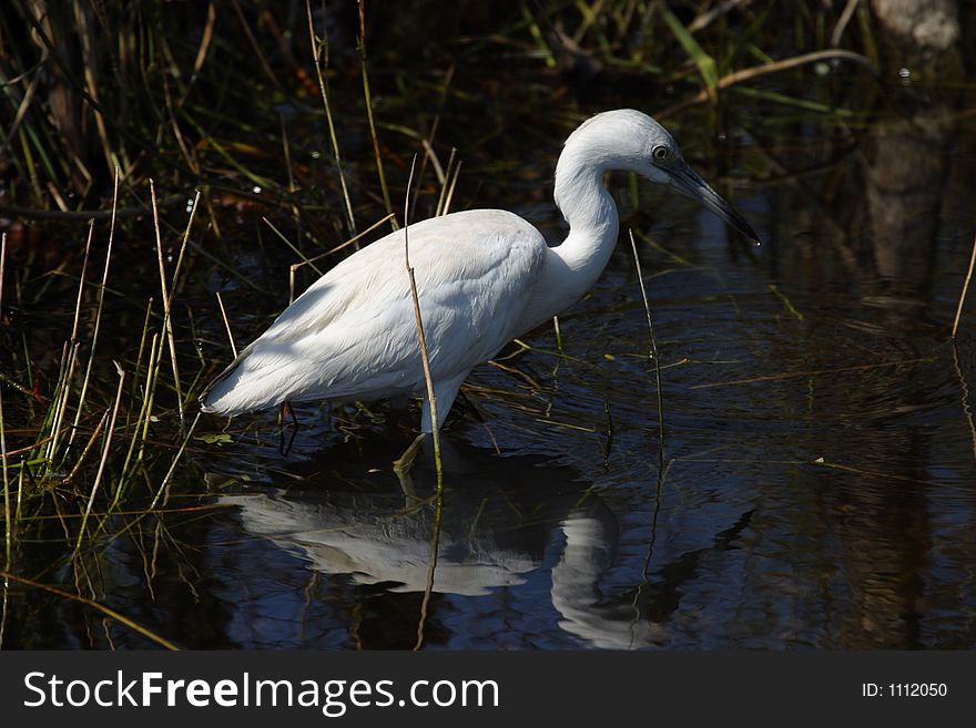 Little blue heron jevenile in Shark Valley - Everglades National Park. Little blue heron jevenile in Shark Valley - Everglades National Park