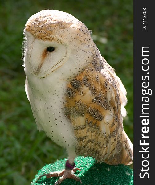 Beautiful barred owl. Beautiful barred owl