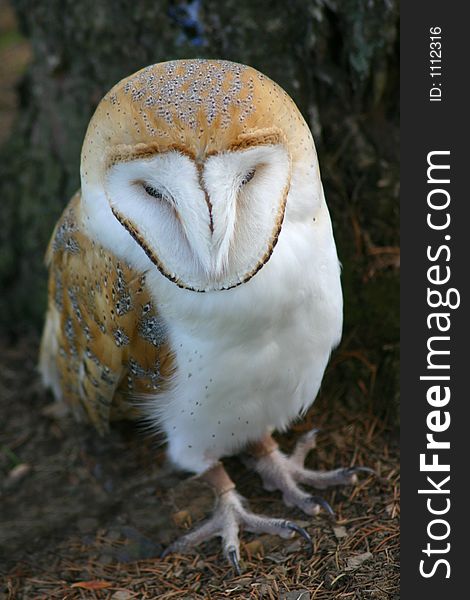 Barn Owl standing under a tree