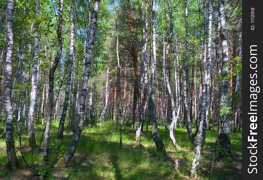 Birch forest, summer landscape, nature