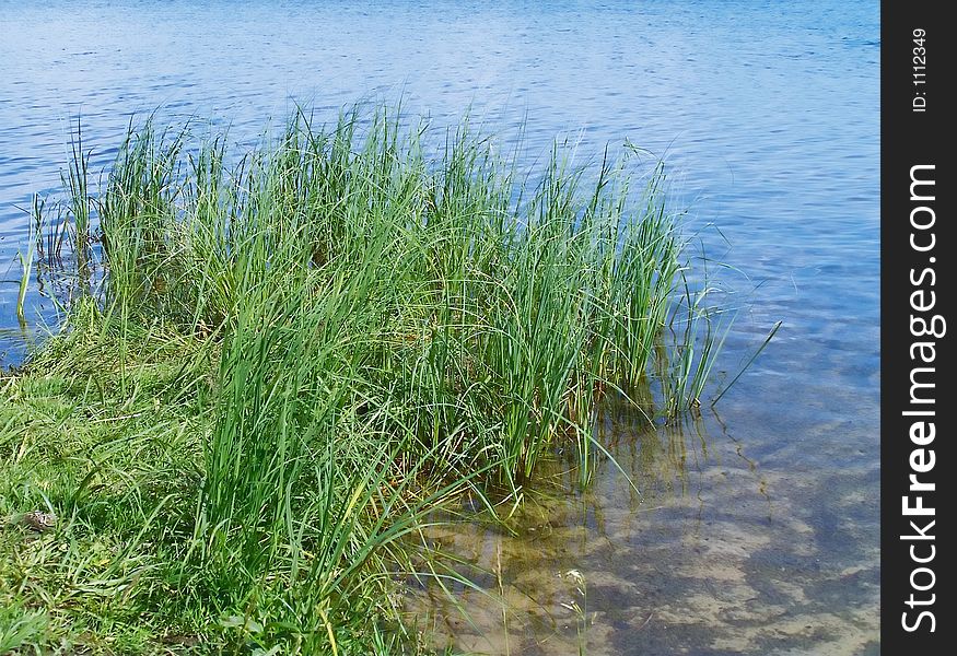 Coast lake, herb ashore, water