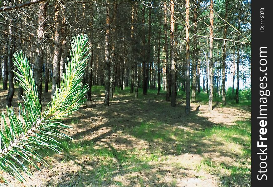 Coniferous wood solar daytime, forest