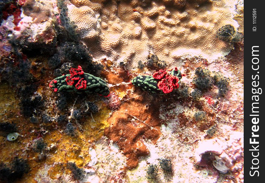 Hand in hand nudibranch