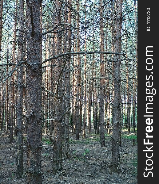 Coniferous wood, trees, forest, nature