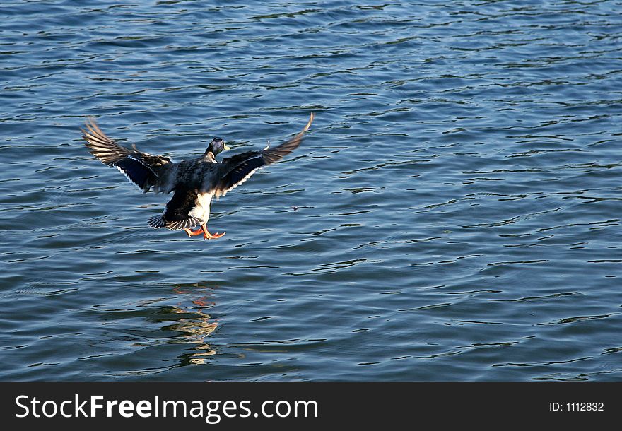 Duck goes on landing. Duck goes on landing