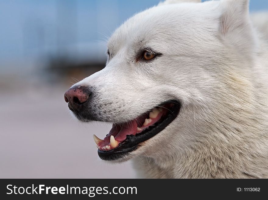 White-haired dog. White-haired dog