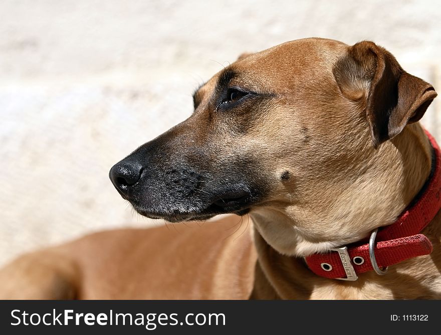 Brown-haired dog. Brown-haired dog