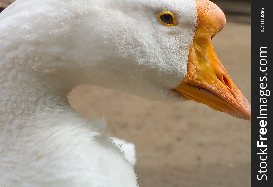 Important goose, farm bird