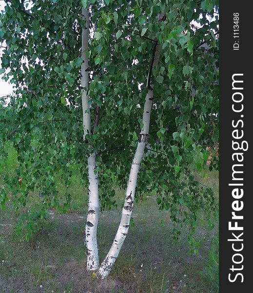 Solitary birch, tree, forest, nature