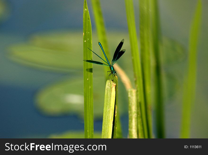Close-up of dragon fly sitting on a leaf. Close-up of dragon fly sitting on a leaf