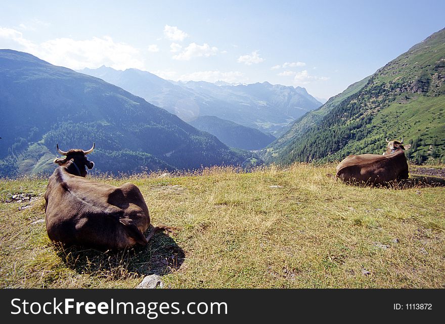 Two cows contemplating the wide landscape of Alps. Two cows contemplating the wide landscape of Alps