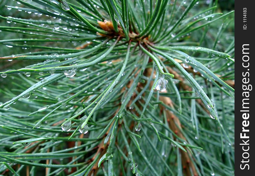 Drops on the coniferous tree (fir; Abies)