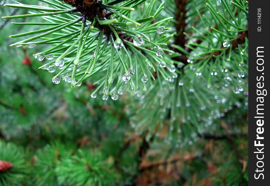 Drops on the coniferous tree (fir; Abies)