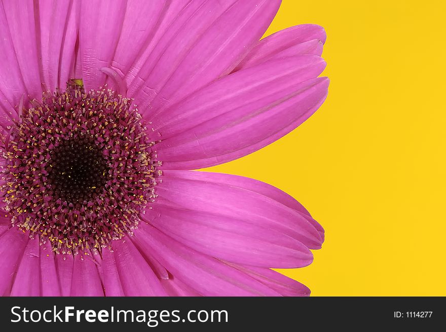 Violet Colored Flower