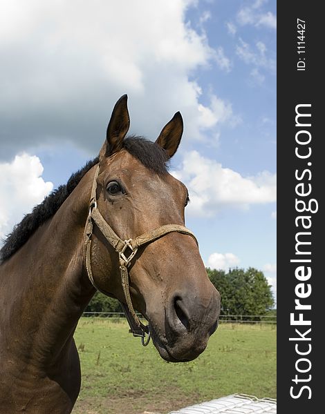 Horses portraits