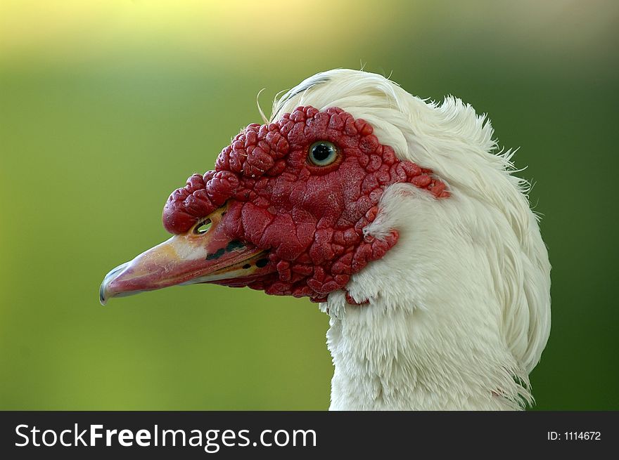 Closeup of duck's head