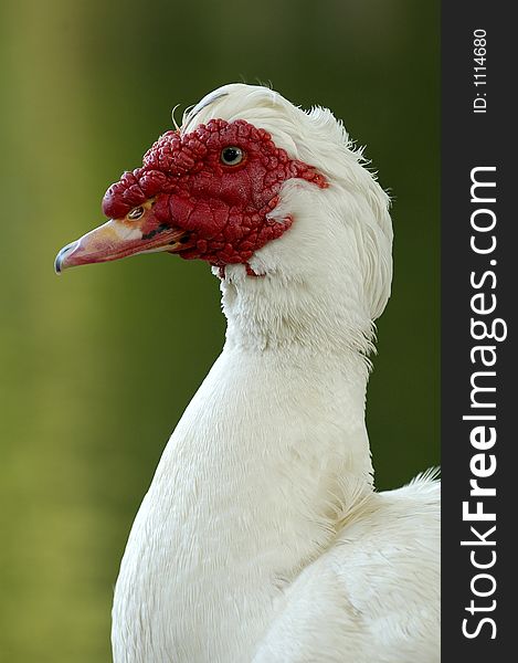 Closeup of duck's head