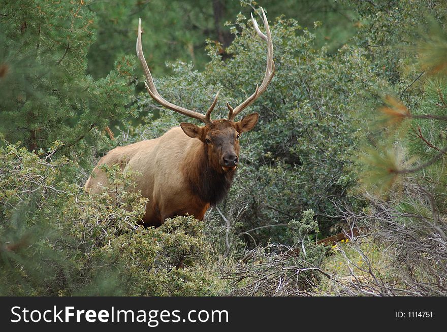 Bull Elk. Bull Elk