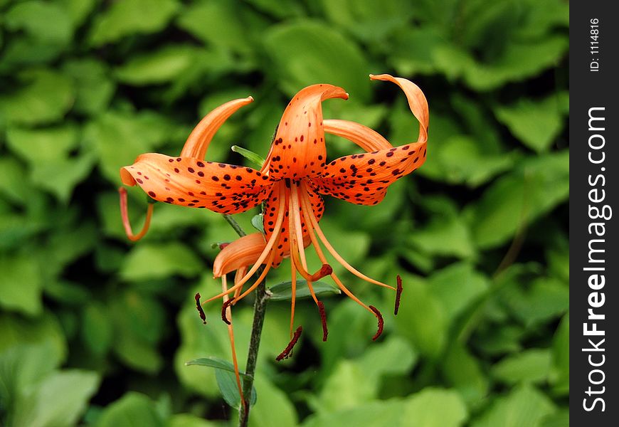 Lily flower surrounded green bacground. Lily flower surrounded green bacground