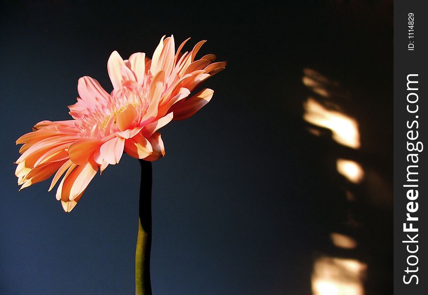 Pink gerbera in dark blue background. Pink gerbera in dark blue background