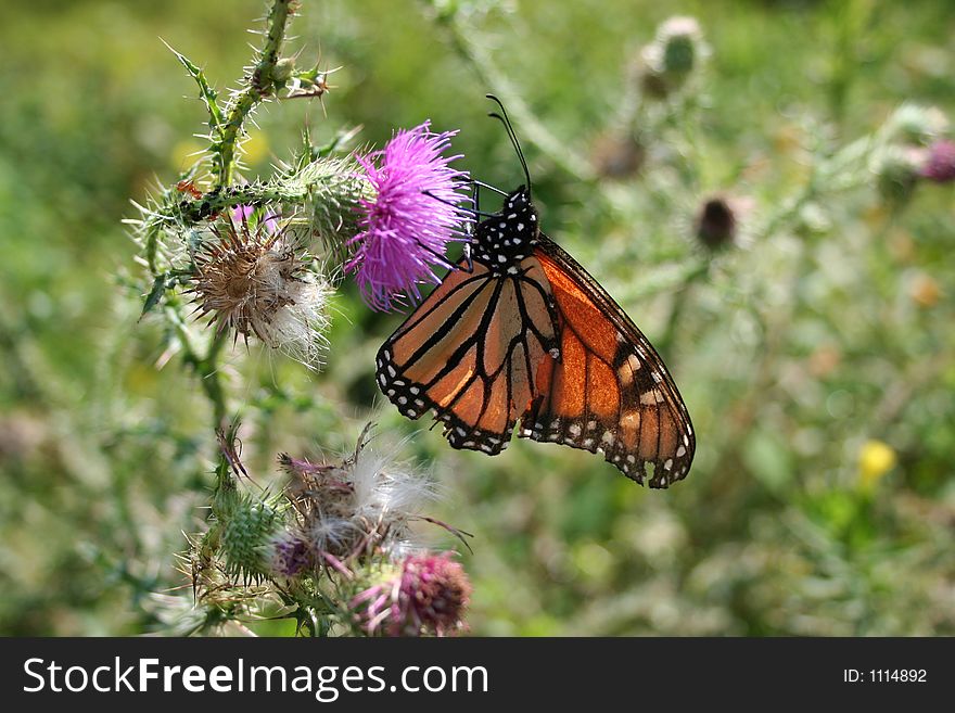 Monarch butterfly on a flower. Monarch butterfly on a flower