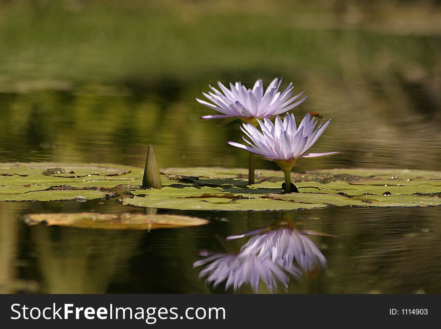 A pair of purple water lillies float upon a pond.  Their reflection is perfect on such a calm day. A pair of purple water lillies float upon a pond.  Their reflection is perfect on such a calm day.