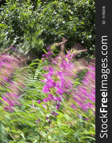 The abstract image of vivid foxgloves being blown around in the wind was captured in England, UK. The abstract image of vivid foxgloves being blown around in the wind was captured in England, UK.