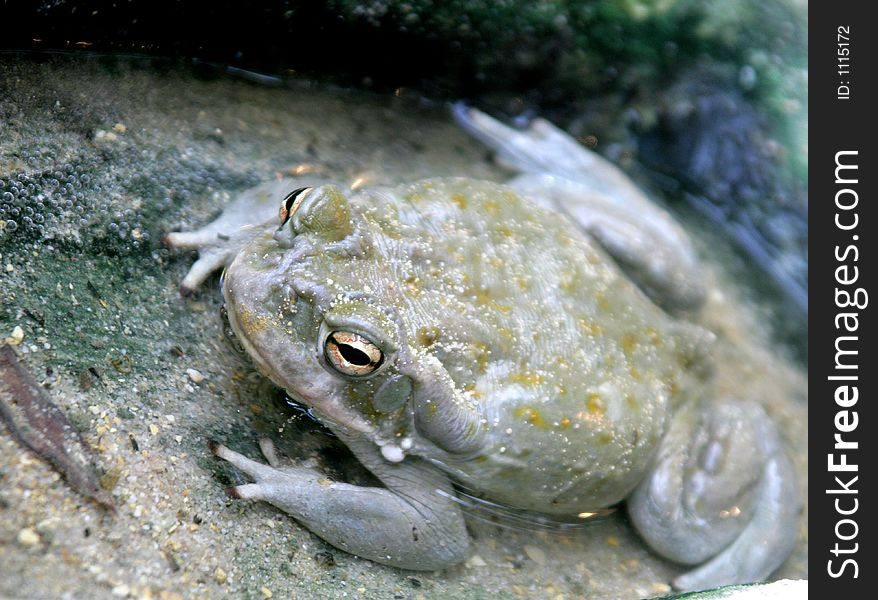 Colorado-river toad. Colorado-river toad