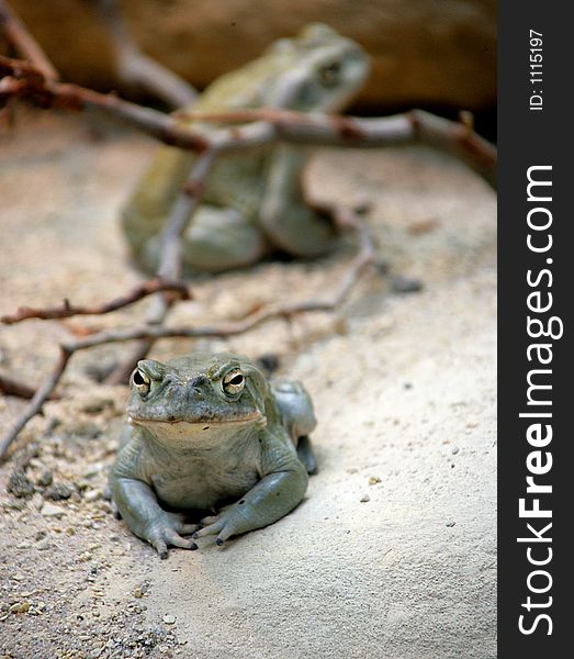 Colorado-river toad. Colorado-river toad