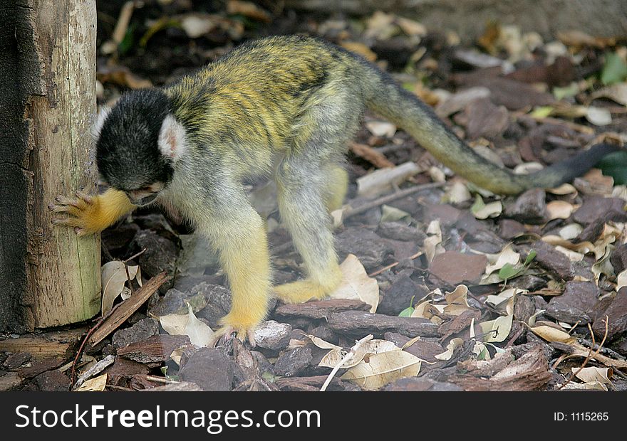 Common squirrel monkey. Common squirrel monkey