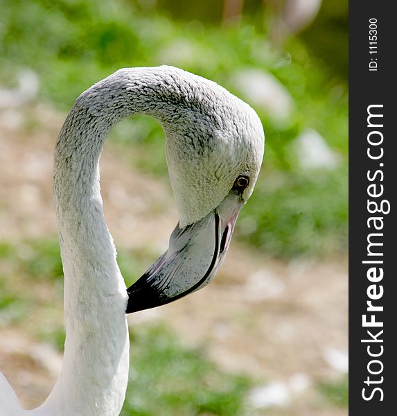 Flamingo portrait 1