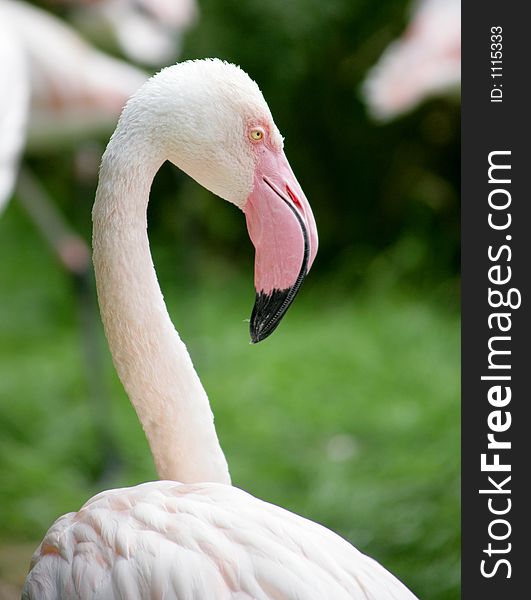 Pink flamingo. Pink flamingo