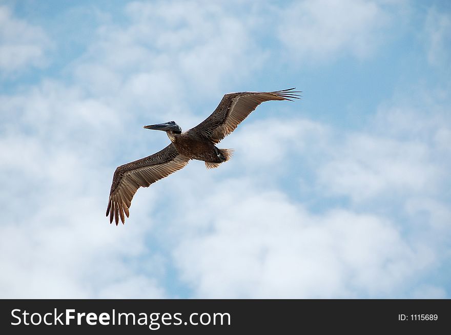 Brown pelican flying over tropical beach