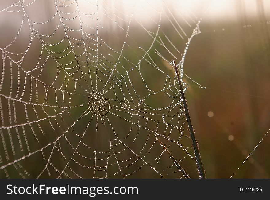 Cobwebs at dawn in a field