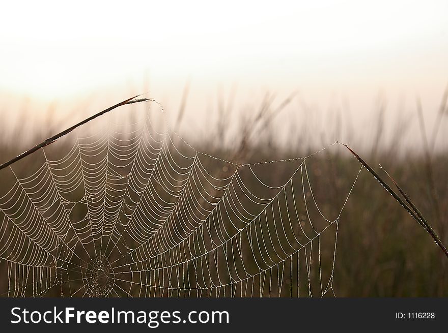 Cobwebs at dawn in a field