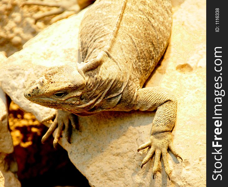 Corned iguana. Corned iguana