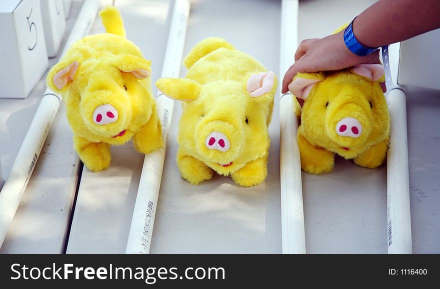 Three little toy piggies racing. Three little toy piggies racing