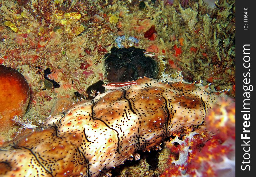 This little triplefin is just taking a rest on a big sea cucumber. This little triplefin is just taking a rest on a big sea cucumber