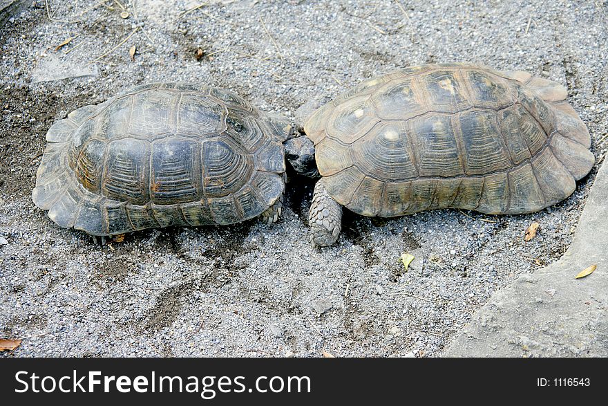 Land tortoise. Land tortoise