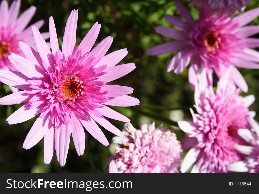 Bright fresh Purple Gerbera flowers