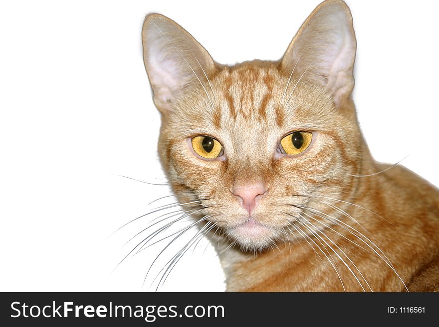 Orange Tabby on White Background