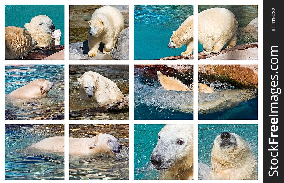 Polar Bear montage. Polar Bear montage